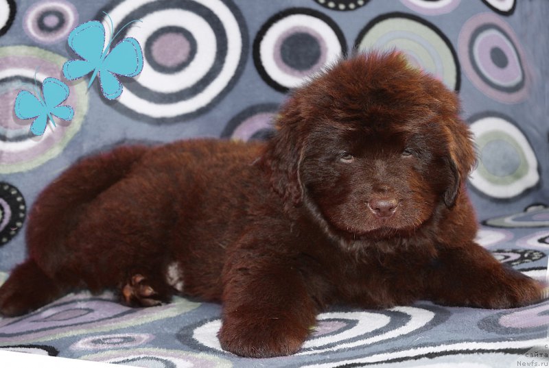 Фото: ньюфаундленд Braunblad MSK Stella Sofi (Браунблад МСК Стелла Софи)