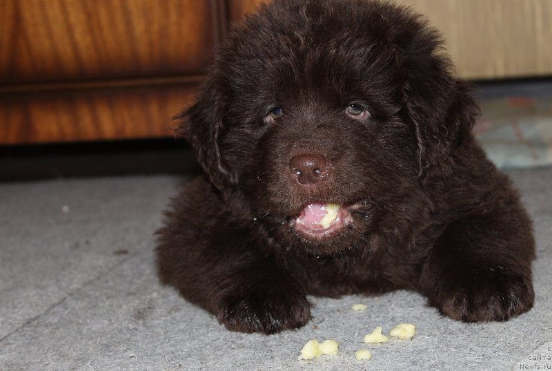 Фото: ньюфаундленд Braunblad MSK Stella Sofi (Браунблад МСК Стелла Софи)