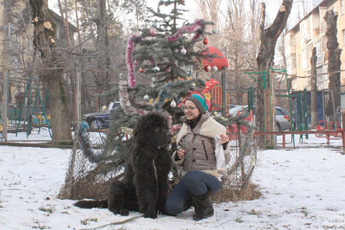 Фото: ньюфаундленд Zhustin s Berega Dona (Жюстин с Берега Дона), Anna Martyinova (Анна Мартынова)