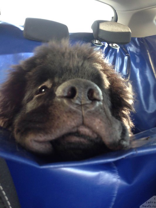 Фото: ньюфаундленд Zhustin s Berega Dona (Жюстин с Берега Дона)