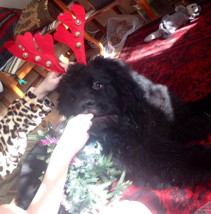 Фото: ньюфаундленд Zhustin s Berega Dona (Жюстин с Берега Дона)