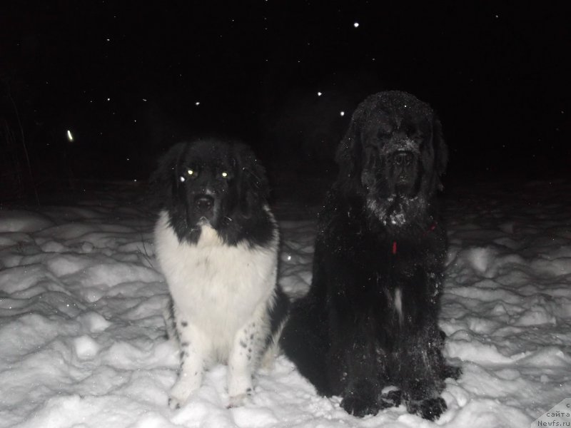 Фото: Гордон Инг'л Перикльз фром Рашн Беар и Фиаметтахауз Нусакан