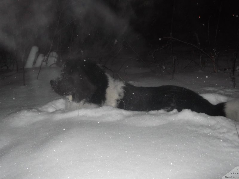 Фото: ньюфаундленд Gordon Ing'l Perikl'z from Rashn Bear (Гордон Инг'л Перикльз фром Рашн Беар)