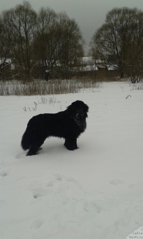 Фото: ньюфаундленд Maksimilian Naslednyiy Princ (Максимилиан Наследный Принц)