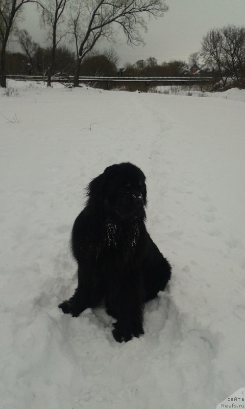 Фото: ньюфаундленд Maksimilian Naslednyiy Princ (Максимилиан Наследный Принц)