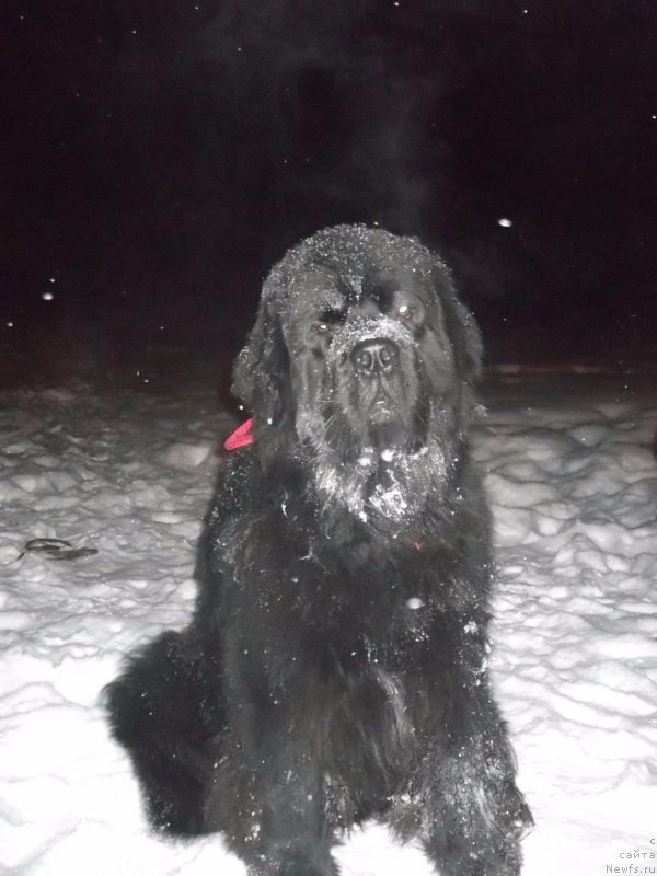 Фото: ньюфаундленд Fiamettahauz Nusakan (Фиаметтахауз Нусакан)