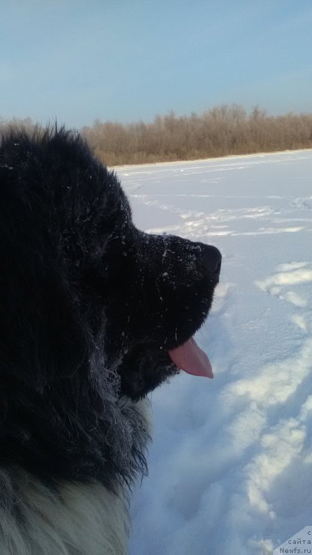 Фото: ньюфаундленд Vargas de la Massa Armando (Варгас Де Ла Масса Армандо)