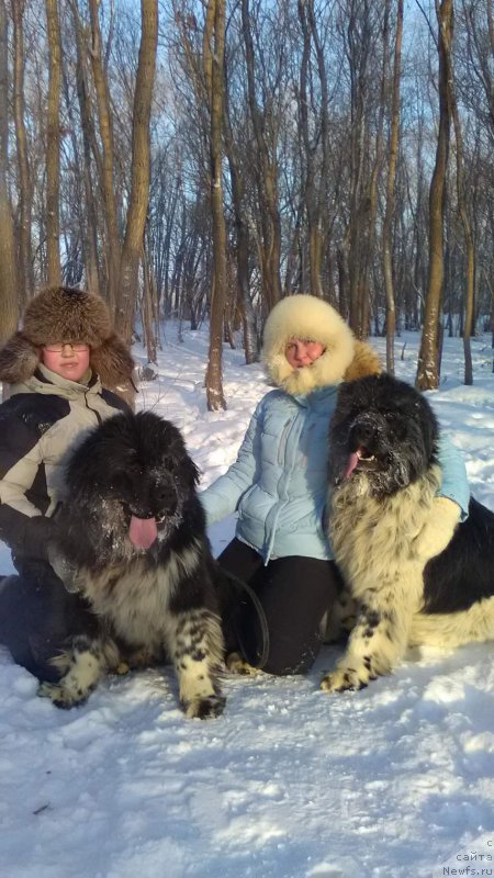 Фото: ньюфаундленд Everiya ot Sibirskogo Medvedya (Еверия от Сибирского Медведя), Варгас.