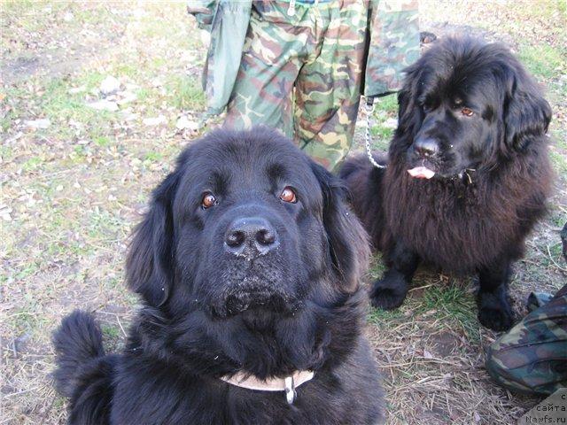 Фото: ньюфаундленд Nort Fyeys Lavanda (Норт Фэйс Лаванда), ньюфаундленд CHansi iz Zolotogo Treugol'nika (Чанси из Золотого Треугольника)