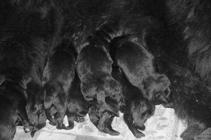 Фотография № 199353