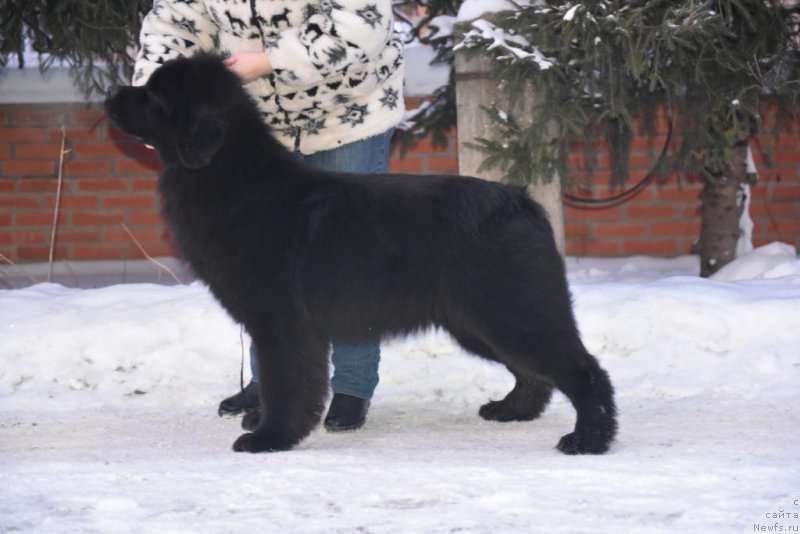 Фотография № 199366