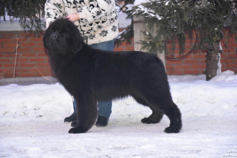 Фотография № 199367