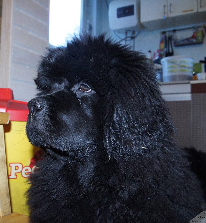 Фото: ньюфаундленд Super Bizon Osen' (Супер Бизон Осень)