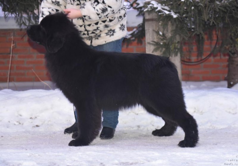 Фото: ньюфаундленд Smigar Yungfrau Yuliana (Смигар Юнгфрау Юлиана)