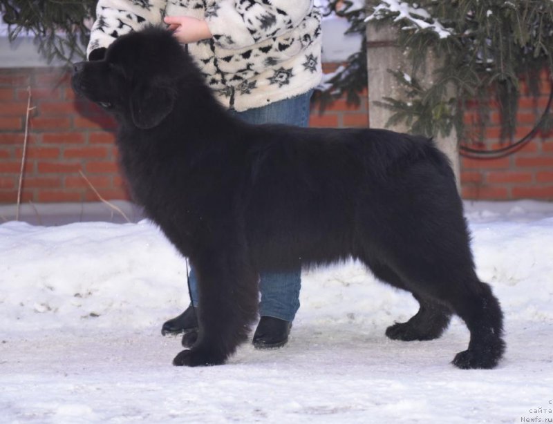 Фотография № 199370