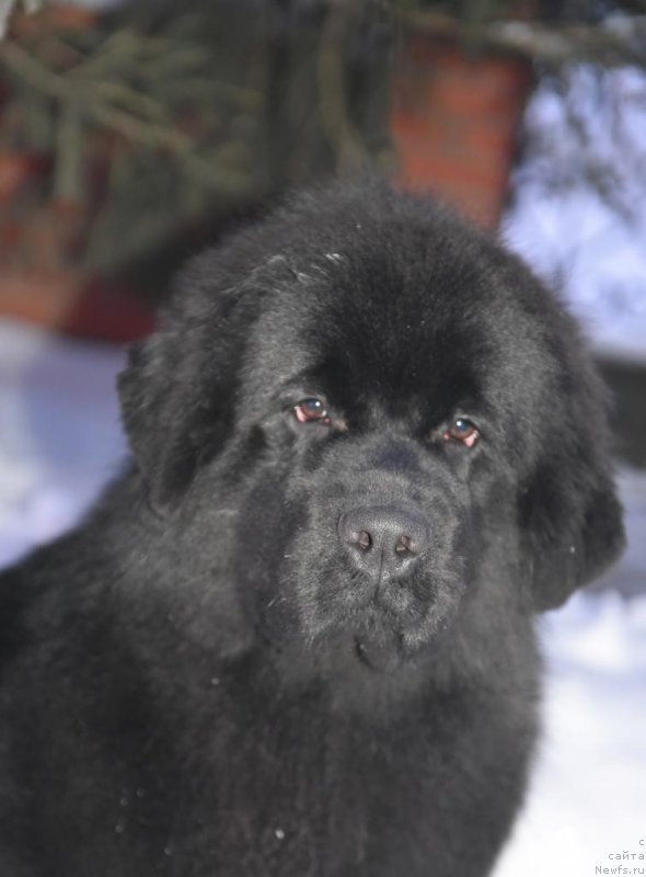 Фотография № 199373