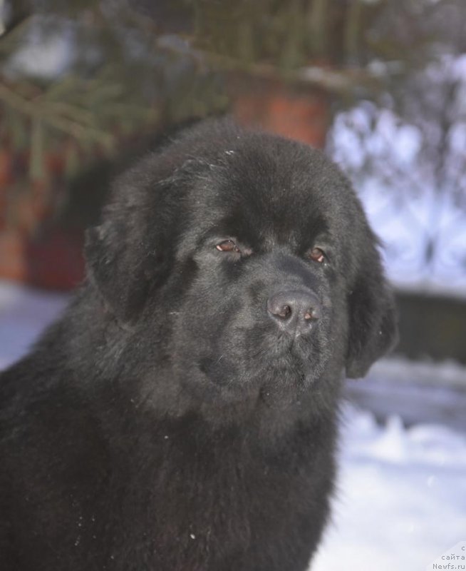 Фото: ньюфаундленд Smigar Yungfrau Yuliana (Смигар Юнгфрау Юлиана)