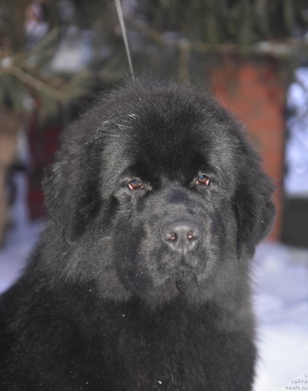 Фото: ньюфаундленд Smigar Yungfrau Yuliana (Смигар Юнгфрау Юлиана)