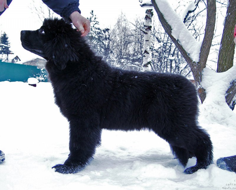 Фото: ньюфаундленд Super Bizon O La La (Супер Бизон О Ла Ла)