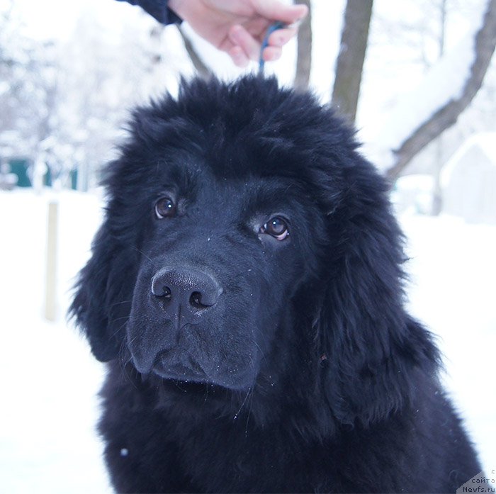 Фотография № 199380