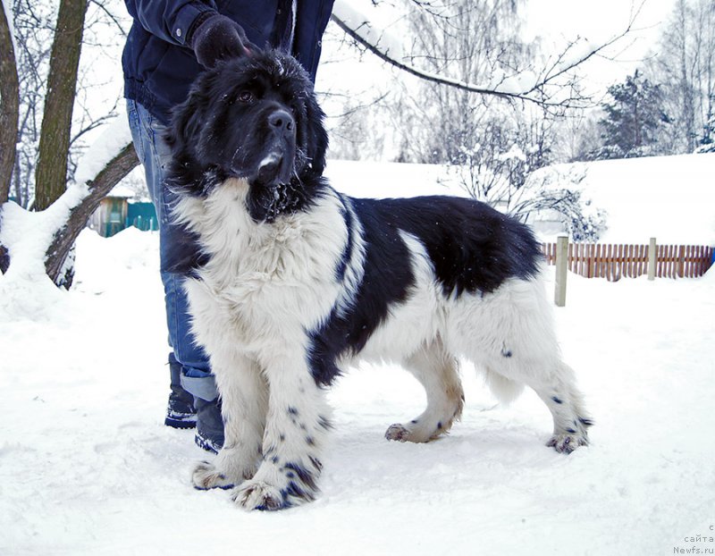 Фотография № 199384