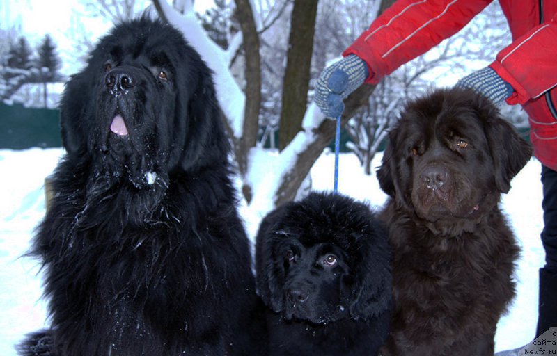 Фото: ньюфаундленд Obush SHed Vil'gel'm Til' (Обуш Шед Вильгельм Тиль), ньюфаундленд Super Bizon O La La (Супер Бизон О Ла Ла), ньюфаундленд Akvatoriya Kelvin Spirit ze Nekst (Акватория Келвин Спирит зе Некст)