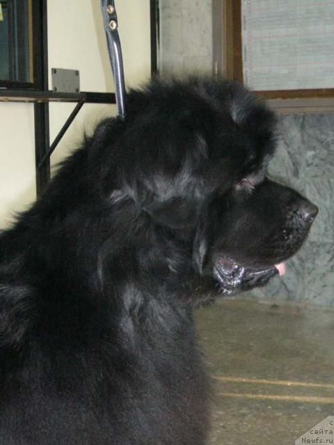 Фото: ньюфаундленд Chernomor  iz Medvejyego Yara (Черномор из Медвежьего Яра)