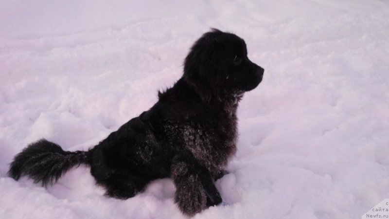 Фото: ньюфаундленд Belkonder-Club Jamaica Blue Mountin (Белкондер-Клаб Ямайка Блю Маунтин)