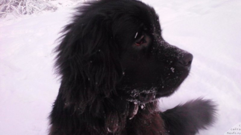 Фото: ньюфаундленд Belkonder-Club Jamaica Blue Mountin (Белкондер-Клаб Ямайка Блю Маунтин)