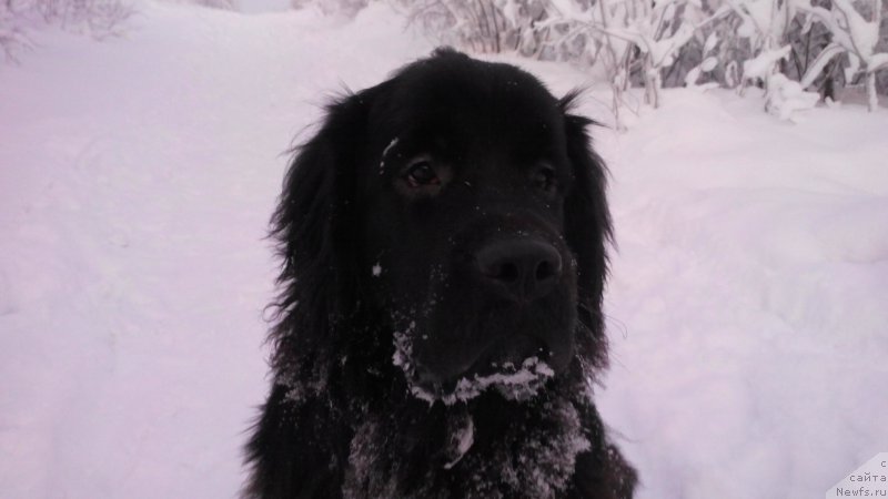 Фото: ньюфаундленд Belkonder-Club Jamaica Blue Mountin (Белкондер-Клаб Ямайка Блю Маунтин)