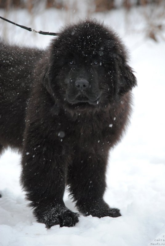 Фото: ньюфаундленд Moya Stihiya Lizard (Моя Стихия Лизард)