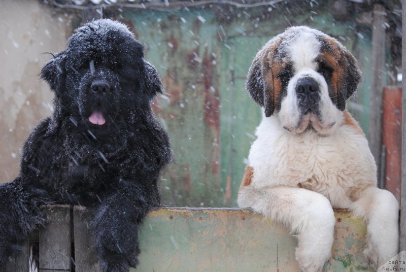 Фото: ньюфаундленд Harrieta Embodiment of a Great Pretender (Хариетта Ембодимент оф а Греат Претендер)