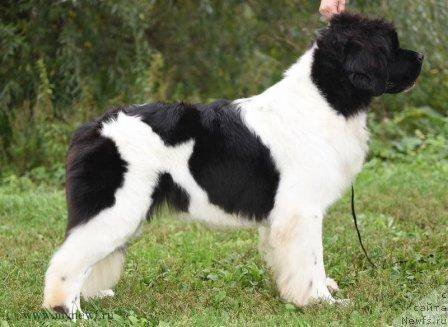 Фото: ньюфаундленд Kloofbears Life Goes on at Sent Djons