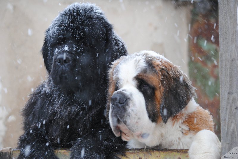 Фото: ньюфаундленд Harrieta Embodiment of a Great Pretender (Хариетта Ембодимент оф а Греат Претендер)