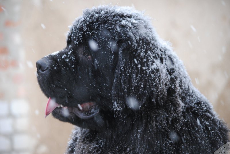 Фото: ньюфаундленд Harrieta Embodiment of a Great Pretender (Хариетта Ембодимент оф а Греат Претендер)