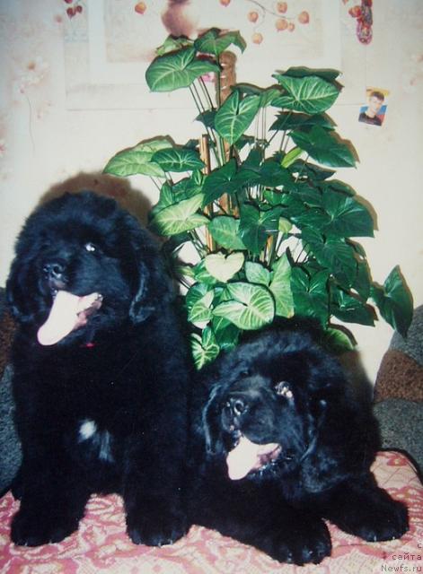 Фото: ньюфаундленд Bekingem (Бекингем), ньюфаундленд Bol'shaya Udacha dlya N'yufort (Большая Удача для Ньюфорт)
