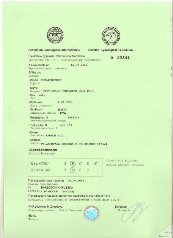 Фото: ньюфаундленд Sent Djons Centurion (Сент Джонс Центурион)