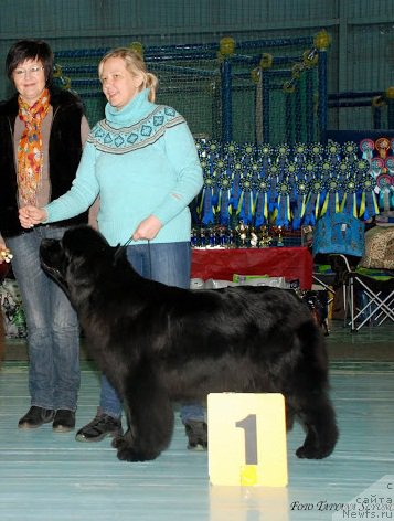 Фото: ньюфаундленд N'yufort Taym's Gold Aleksa (Ньюфорт Тайм'с Голд Алекса), Lena Zyirina (Лена Зырина)