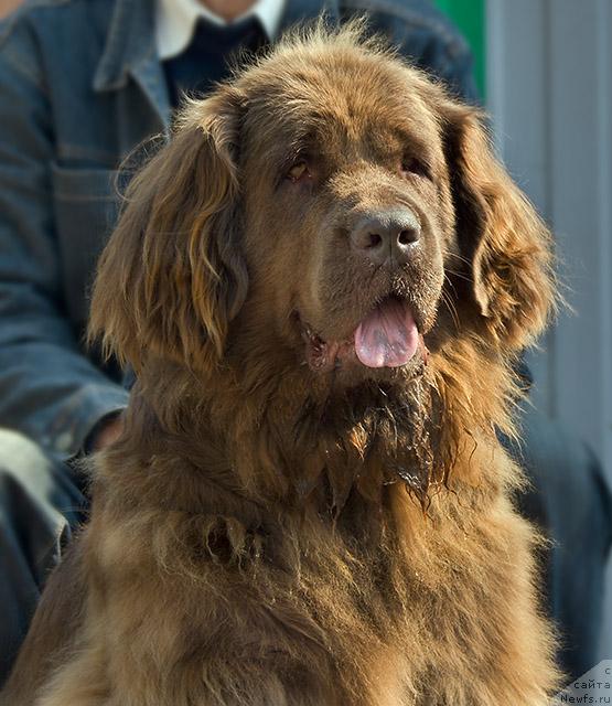 Фото: ньюфаундленд Lesnaya Skazka Nenaglyada (Лесная Сказка Ненагляда)