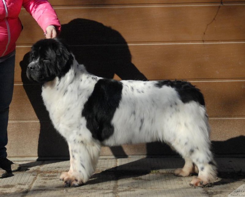 Фотография № 199439