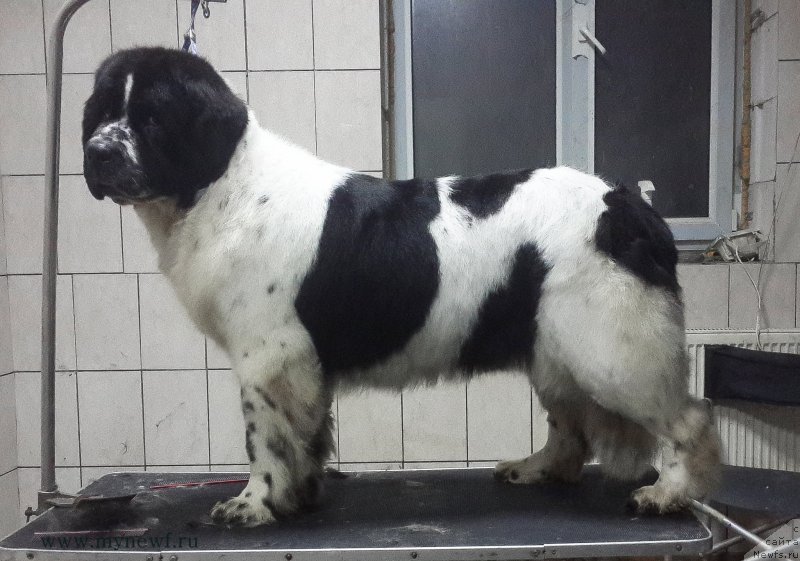 Фотография № 199442