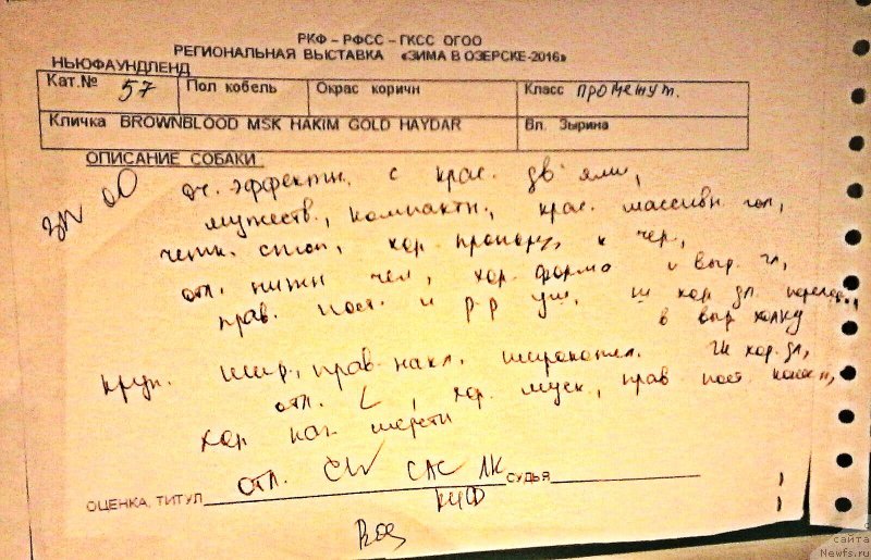 Фото: ньюфаундленд Brownblood MSK Hakim Gold Haydar (Браунблад МСК Хаким Голд Хайдар)