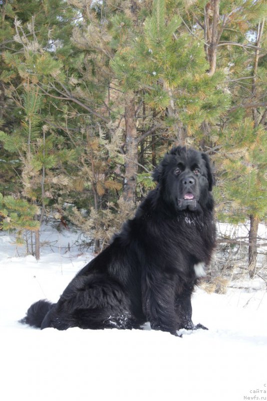 Фото: ньюфаундленд YU Belong Tu Mi (Ю Белонг Ту Ми)