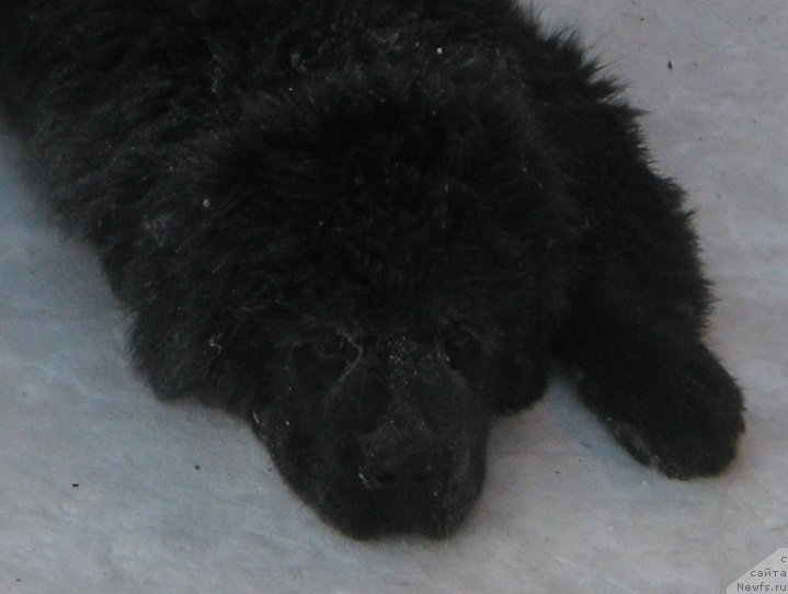 Фото: ньюфаундленд S'Nejnaya V'yuga Big Rashshen Boss (С'Нежная Вьюга Биг Рашшен Босс)