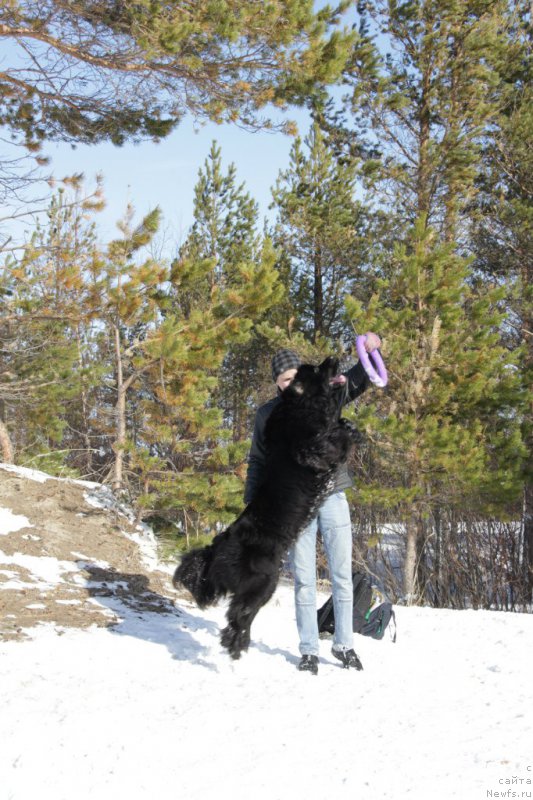 Фото: ньюфаундленд YU Belong Tu Mi (Ю Белонг Ту Ми)