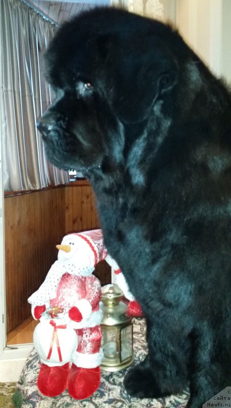 Фотография № 199459