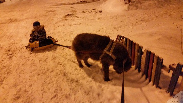 Фото: ньюфаундленд Amor di Mamma ot Marleon Dusvik (Амор ди Мамма от Марлеон Дусвик)