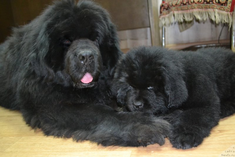 Фото: ньюфаундленд Super Premium Ameliya YEkshen (Супер Премиум Амелия Экшен), ньюфаундленд Talisman Morya La-Valetta (Талисман Моря Ла-Валетта)