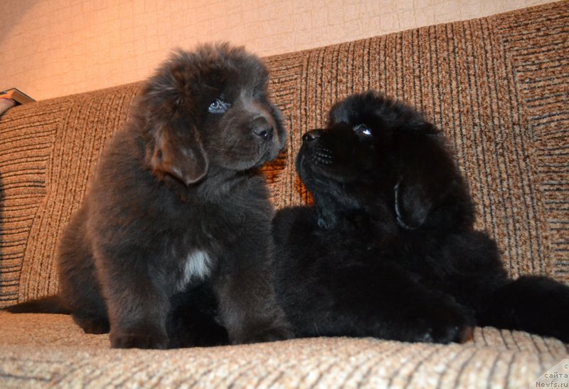 Фото: ньюфаундленд Talisman Morya Lyend Rover (Талисман Моря Лэнд Ровер), ньюфаундленд Talisman Morya La-Mansh (Талисман Моря Ла-Манш)