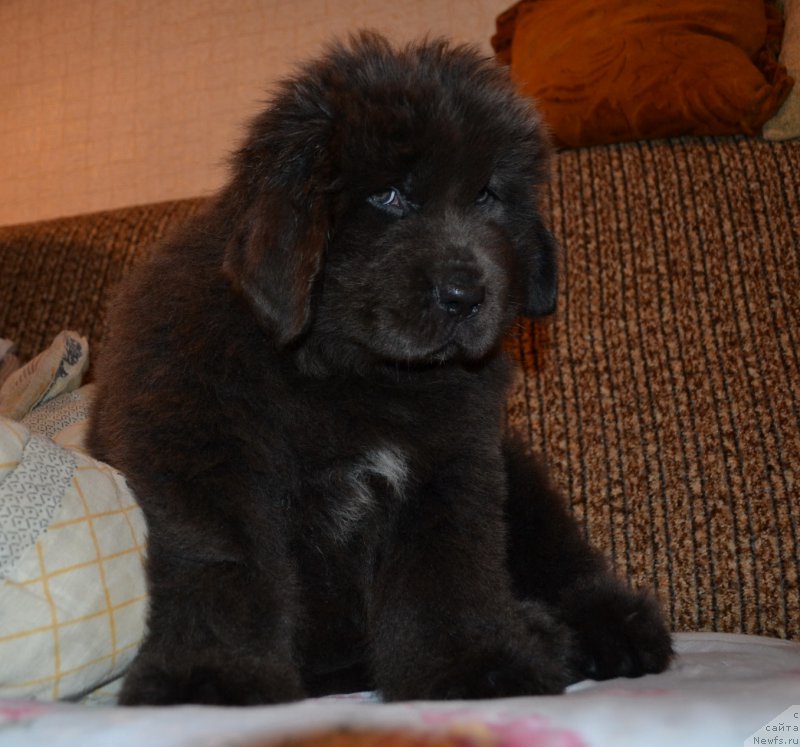 Фото: ньюфаундленд Talisman Morya Lyend Rover (Талисман Моря Лэнд Ровер)